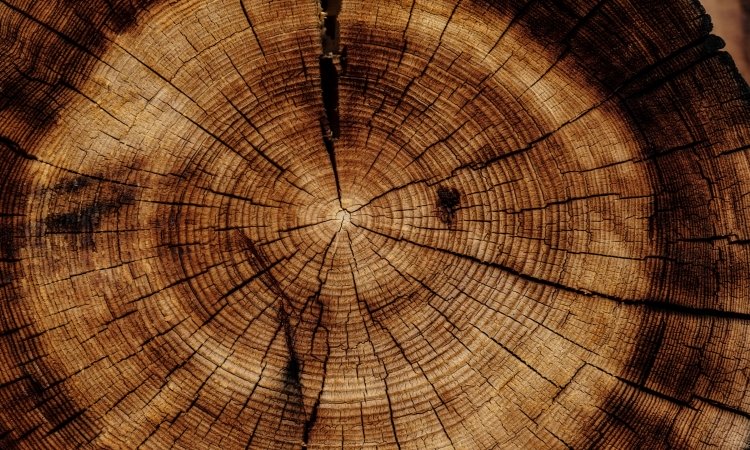 10 Unique Woods Available in a Walking Cane