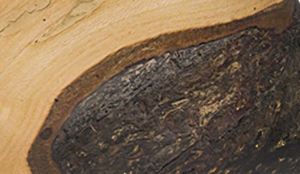 Shop all Irish Blackthorn Rustic & Horn - Fashionable Canes