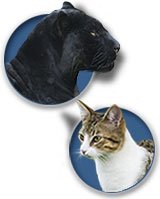 Cat Canes - Fashionable Canes