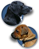 Dog & Wolf Canes - Fashionable Canes