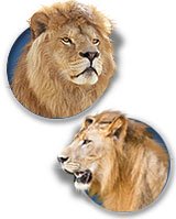 Lion Canes and Lion Head Walking Canes - Fashionable Canes